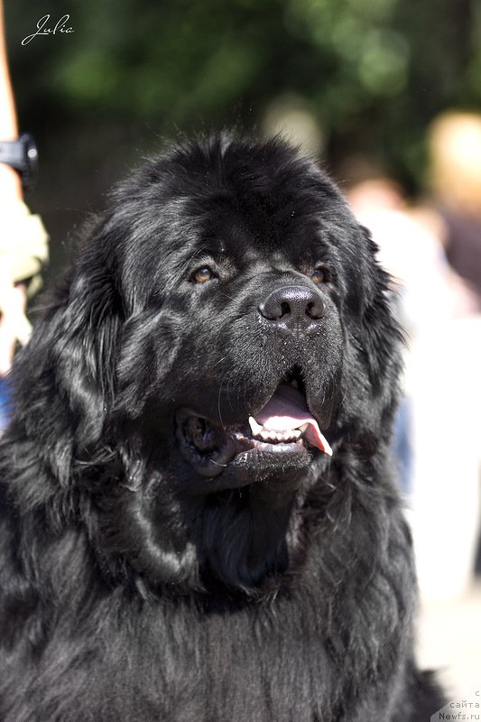 Фото: ньюфаундленд Ратмир из Племени Кедра