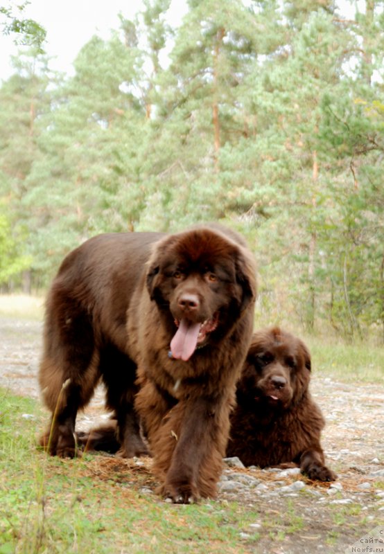 Фото: ньюфаундленд Акватория Келвин Хизер Хани (Aquatoriya Kelvin Heather Honey), ньюфаундленд Фанньюф Аурика Абиссиния