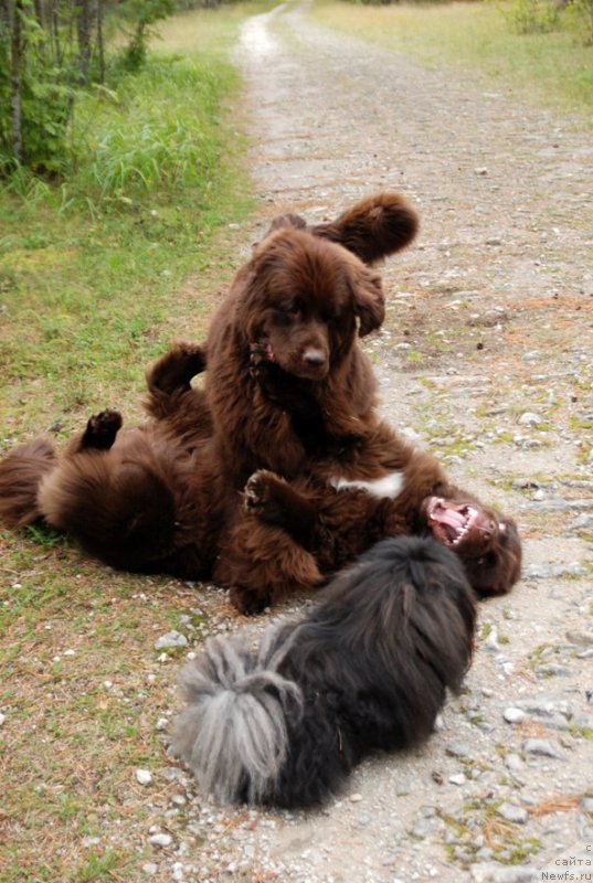 Фото: ньюфаундленд Акватория Келвин Хизер Хани (Aquatoriya Kelvin Heather Honey), ньюфаундленд Фанньюф Аурика Абиссиния, пекинес Каспар