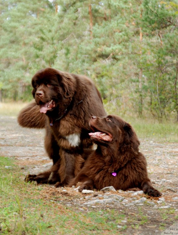 Фото: ньюфаундленд Акватория Келвин Хизер Хани (Aquatoriya Kelvin Heather Honey), ньюфаундленд Фанньюф Аурика Абиссиния