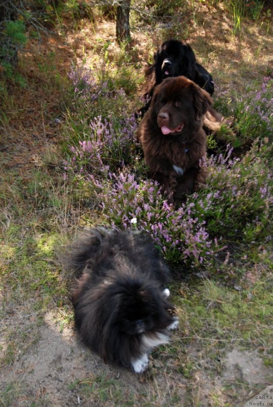 Фото: ньюфаундленд Дар Свезы Юнесса Корона Аустралис (Dar Svezy Unessa Korona Australis), ньюфаундленд Акватория Келвин Хизер Хани (Aquatoriya Kelvin Heather Honey), пекинес Каспар