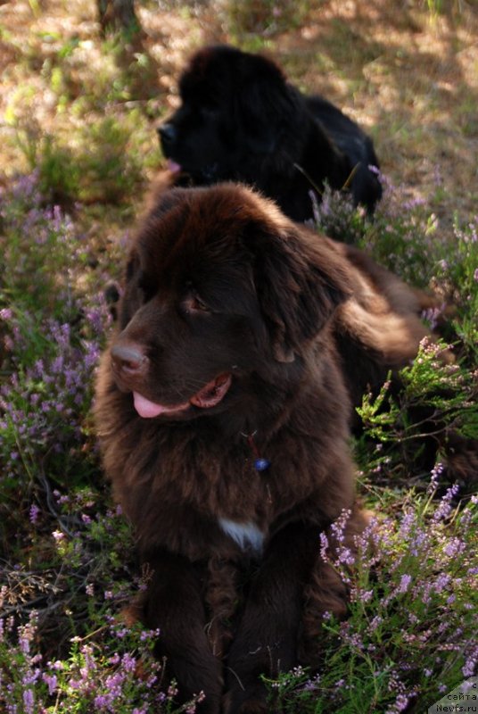 Фото: ньюфаундленд Дар Свезы Юнесса Корона Аустралис (Dar Svezy Unessa Korona Australis), ньюфаундленд Акватория Келвин Хизер Хани (Aquatoriya Kelvin Heather Honey)