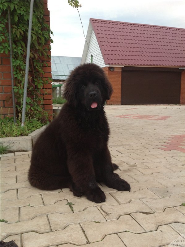 Фото: ньюфаундленд Виола Коста Лампони