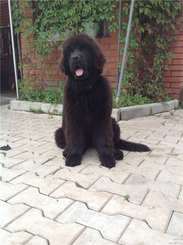 Фото: ньюфаундленд Виола Коста Лампони