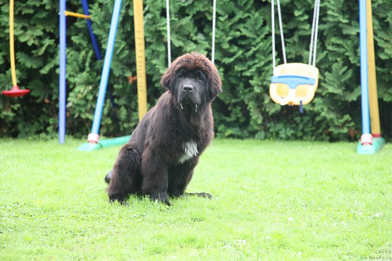 Фото: ньюфаундленд The Most Beautiful Dark New Wave