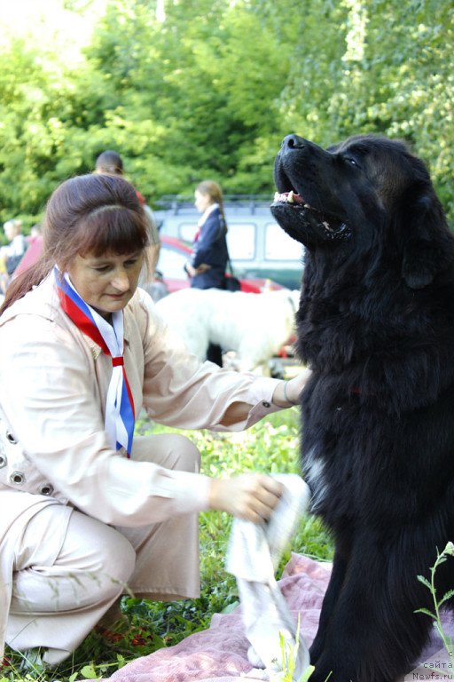 Фото: Виктория Федорова, ньюфаундленд Фиаметтахауз Нусакан