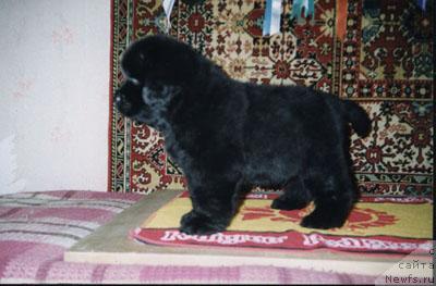 Фото: ньюфаундленд Fiamettahauz Behemoth at Ovatsia (Фиаметтахауз Бегемот эт Овация)