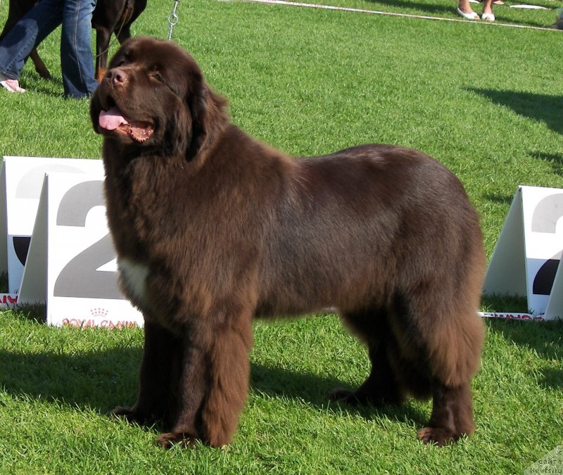 Фото: ньюфаундленд Акватория Келвин Хизер Хани (Aquatoriya Kelvin Heather Honey)