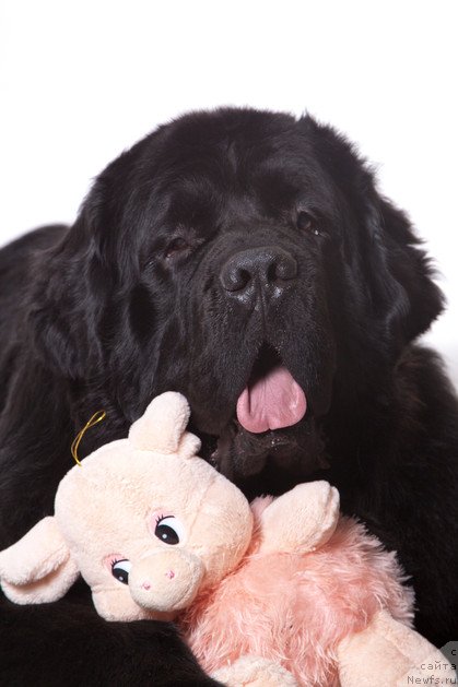 Фото: ньюфаундленд Пчёлкин Дом Восторг Души (Pchiolkin Dom Vostorg Dushi)