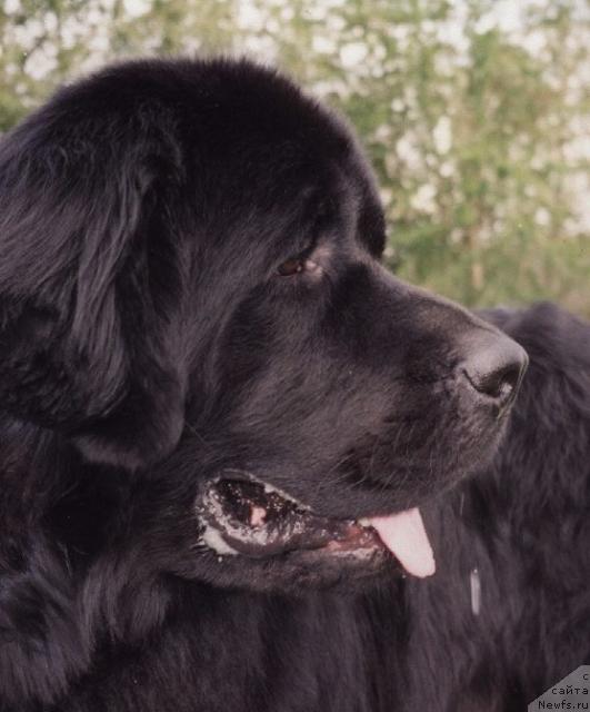 Фото: ньюфаундленд Fiamettahauz Behemoth at Ovatsia (Фиаметтахауз Бегемот эт Овация)