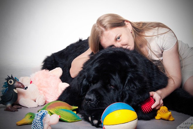 Фото: ньюфаундленд Пчёлкин Дом Восторг Души (Pchiolkin Dom Vostorg Dushi)