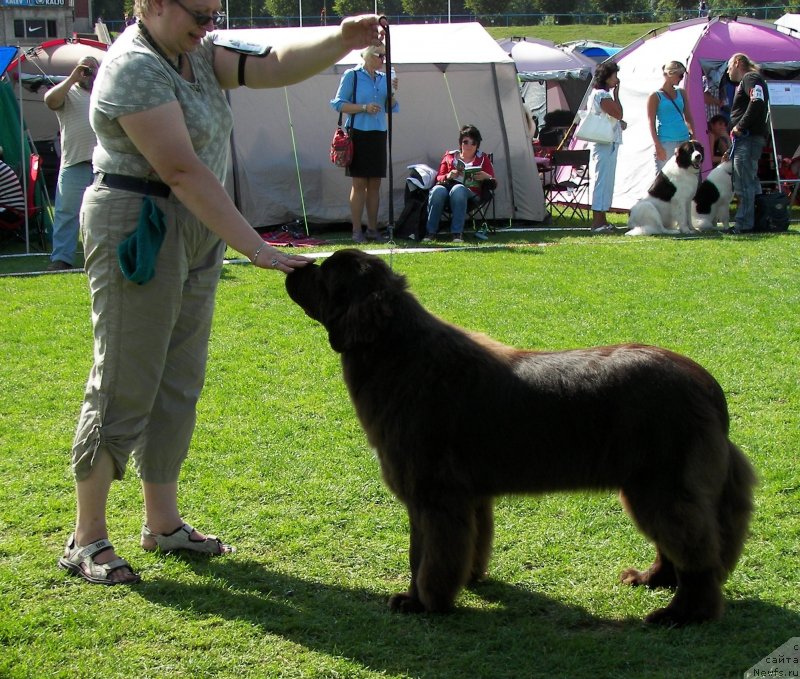 Фото: ньюфаундленд Акватория Келвин Хизер Хани (Aquatoriya Kelvin Heather Honey), Екатерина Бенкен