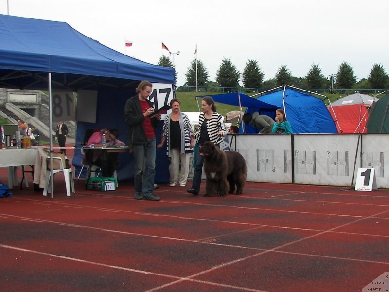 Фото: ньюфаундленд Акватория Келвин Хизер Хани (Aquatoriya Kelvin Heather Honey), Инга Гончаренко