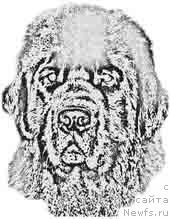 Фото: ньюфаундленд Fiamettahauz Behemoth at Ovatsia (Фиаметтахауз Бегемот эт Овация)