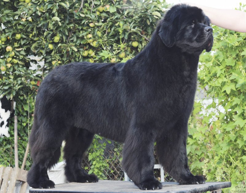 Фото: ньюфаундленд Very Fairweathers Zhade