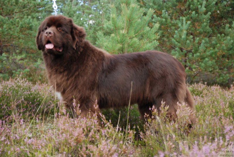 Фото: ньюфаундленд Акватория Келвин Хизер Хани (Aquatoriya Kelvin Heather Honey)