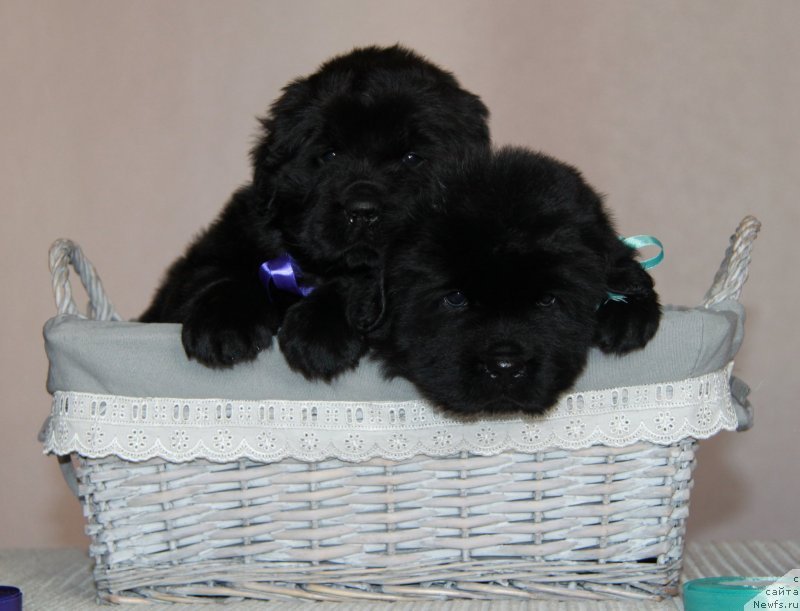 Фото: ньюфаундленд Моон Броок Валлей оф Виолетс (Moon Brook Valley of Violets), ньюфаундленд Моон Броок Вери Лайк зе Файэвезер (Moon Brook Very Like the Fairweather)