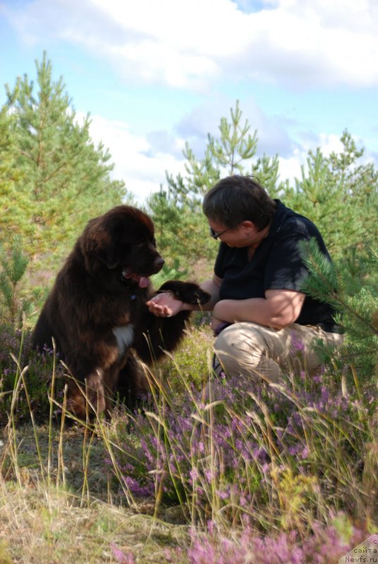 Фото: ньюфаундленд Акватория Келвин Хизер Хани (Aquatoriya Kelvin Heather Honey), Екатерина Бенкен