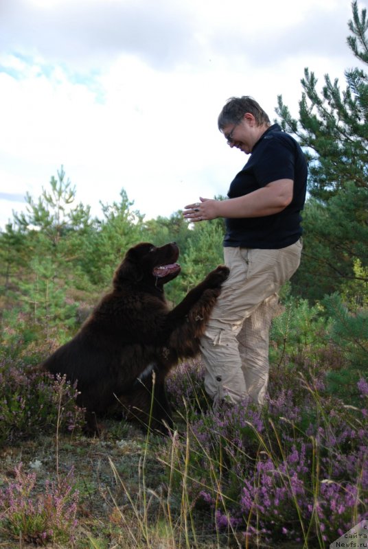 Фото: ньюфаундленд Акватория Келвин Хизер Хани (Aquatoriya Kelvin Heather Honey), Екатерина Бенкен