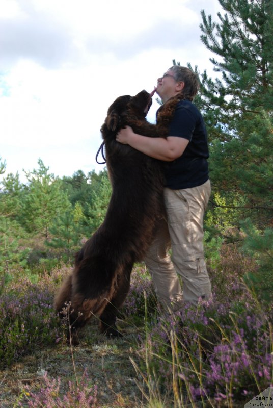 Фото: ньюфаундленд Акватория Келвин Хизер Хани (Aquatoriya Kelvin Heather Honey), Екатерина Бенкен