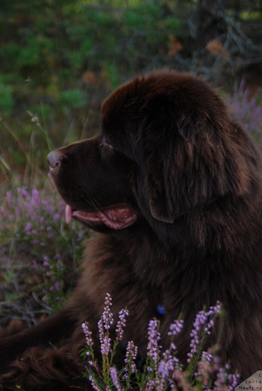 Фото: ньюфаундленд Акватория Келвин Хизер Хани (Aquatoriya Kelvin Heather Honey)
