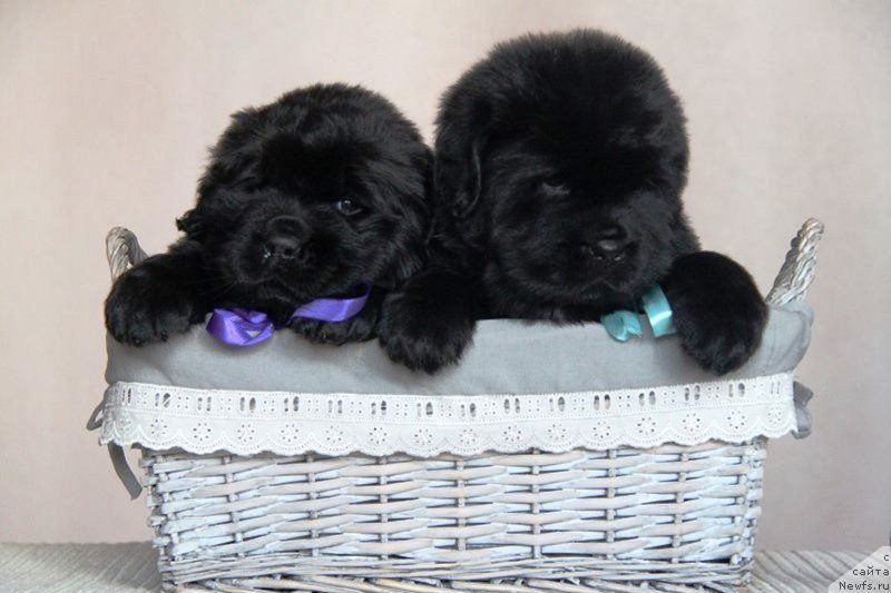 Фото: ньюфаундленд Моон Броок Валлей оф Виолетс (Moon Brook Valley of Violets), ньюфаундленд Моон Броок Вери Лайк зе Файэвезер (Moon Brook Very Like the Fairweather)