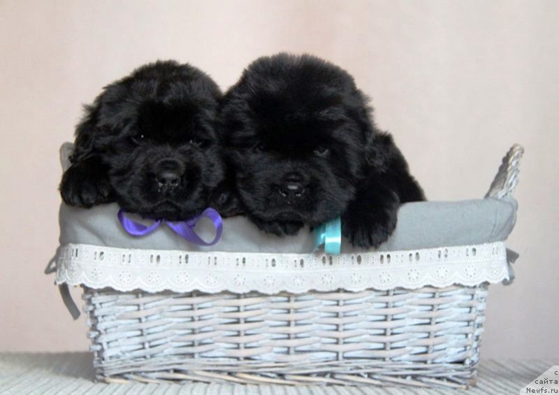 Фото: ньюфаундленд Моон Броок Валлей оф Виолетс (Moon Brook Valley of Violets), ньюфаундленд Моон Броок Вери Лайк зе Файэвезер (Moon Brook Very Like the Fairweather)