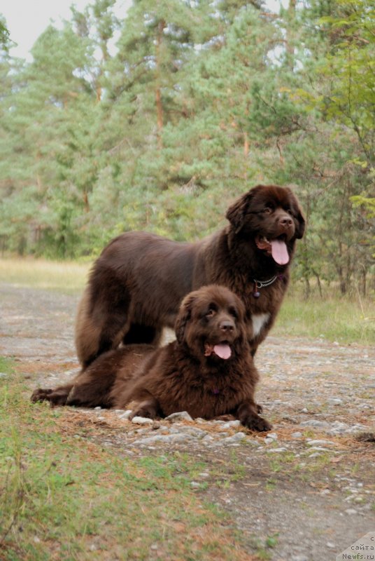Фото: ньюфаундленд Акватория Келвин Хизер Хани (Aquatoriya Kelvin Heather Honey), ньюфаундленд Фанньюф Аурика Абиссиния