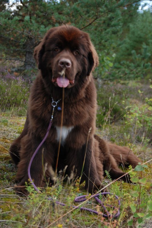Фото: ньюфаундленд Акватория Келвин Хизер Хани (Aquatoriya Kelvin Heather Honey)