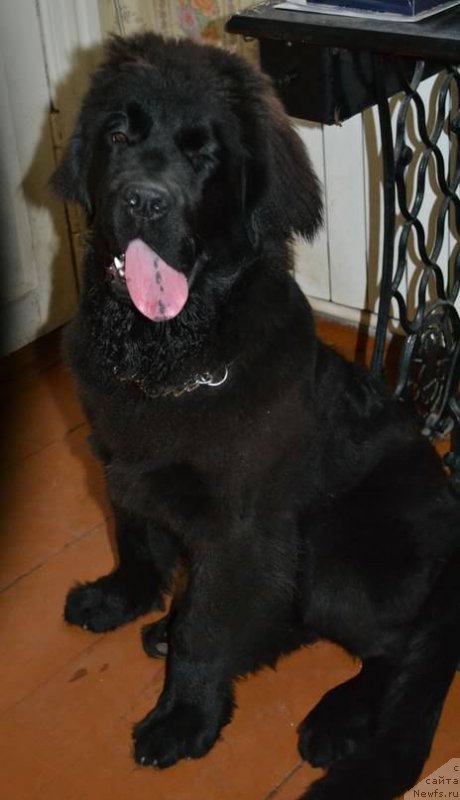 Фотография № 133237