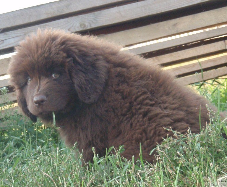 Фото: ньюфаундленд Кипер Соул Перфект Виктори