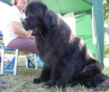 Фото: ньюфаундленд Ньюфорт Танцующая Королева