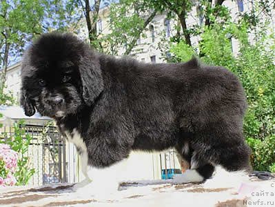 Фото: ньюфаундленд Питерньюф Ола Ва О Ла Спакка (Piternyuf Ola Va O La Spacca)