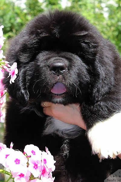 Фото: ньюфаундленд Питерньюф Омниа Винсет Амор (Piternyuf Omnia Vincet Amor)
