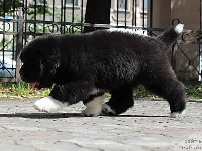 Фото: ньюфаундленд Питерньюф Омниа Винсет Амор (Piternyuf Omnia Vincet Amor)