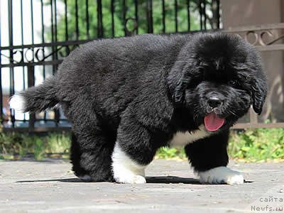 Фото: ньюфаундленд Питерньюф Омниа Винсет Амор (Piternyuf Omnia Vincet Amor)