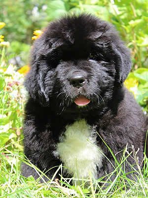 Фото: ньюфаундленд Питерньюф Омниа Винсет Амор (Piternyuf Omnia Vincet Amor)