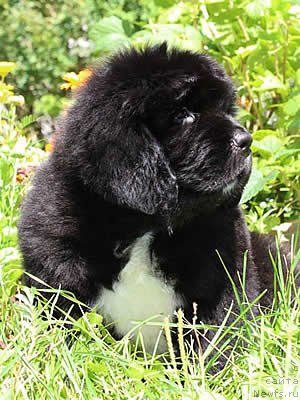 Фото: ньюфаундленд Питерньюф Омниа Винсет Амор (Piternyuf Omnia Vincet Amor)