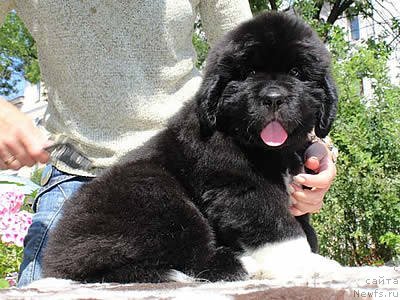 Фото: ньюфаундленд Питерньюф Омниа Винсет Амор (Piternyuf Omnia Vincet Amor)