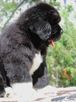 Фото: ньюфаундленд Питерньюф Омниа Винсет Амор (Piternyuf Omnia Vincet Amor)