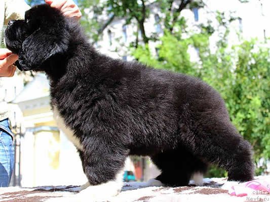 Фото: ньюфаундленд Питерньюф Омниа Винсет Амор (Piternyuf Omnia Vincet Amor)