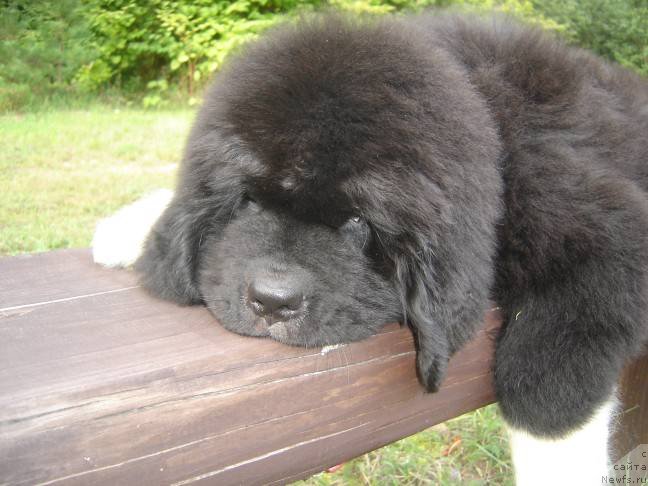 Фото: ньюфаундленд Питерньюф Омниа Винсет Амор (Piternyuf Omnia Vincet Amor)