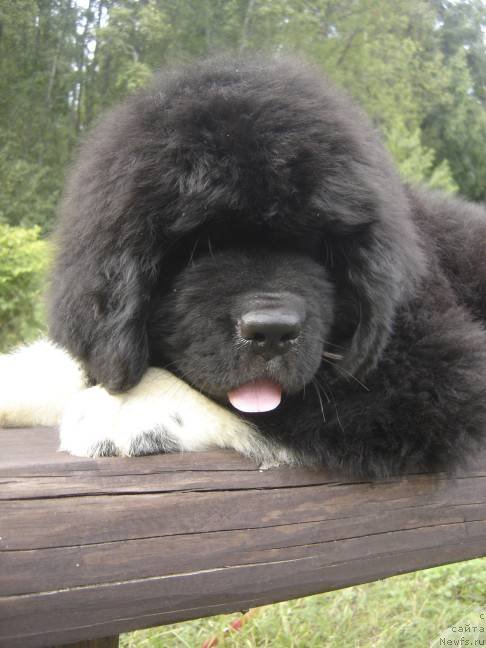 Фото: ньюфаундленд Питерньюф Омниа Винсет Амор (Piternyuf Omnia Vincet Amor)