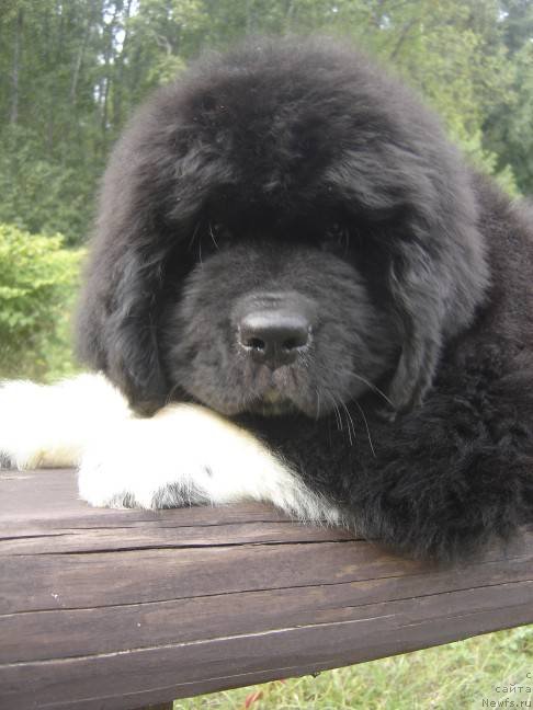 Фото: ньюфаундленд Питерньюф Омниа Винсет Амор (Piternyuf Omnia Vincet Amor)
