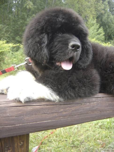 Фото: ньюфаундленд Питерньюф Омниа Винсет Амор (Piternyuf Omnia Vincet Amor)