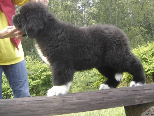 Фото: ньюфаундленд Питерньюф Омниа Винсет Амор (Piternyuf Omnia Vincet Amor)