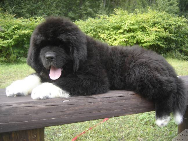 Фото: ньюфаундленд Питерньюф Омниа Винсет Амор (Piternyuf Omnia Vincet Amor)