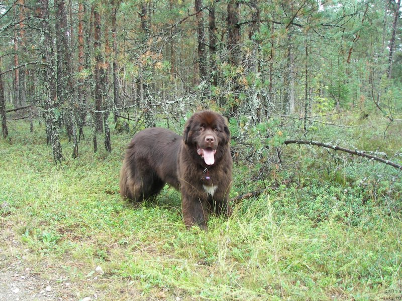 Фото: ньюфаундленд Акватория Келвин Хизер Хани (Aquatoriya Kelvin Heather Honey)