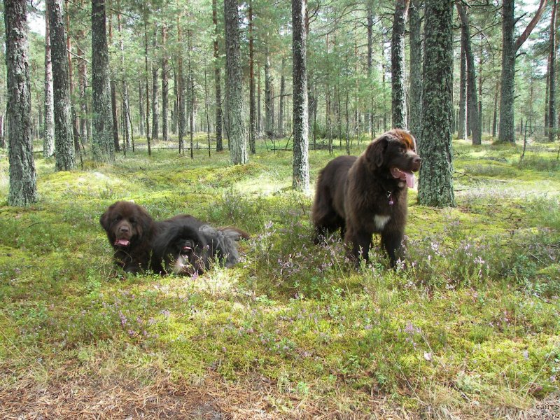 Фото: ньюфаундленд Фанньюф Аурика Абиссиния, пекинес Каспар, ньюфаундленд Акватория Келвин Хизер Хани (Aquatoriya Kelvin Heather Honey)