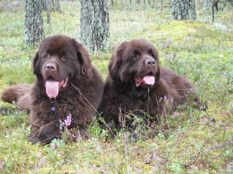 Фото: ньюфаундленд Акватория Келвин Хизер Хани (Aquatoriya Kelvin Heather Honey), ньюфаундленд Фанньюф Аурика Абиссиния